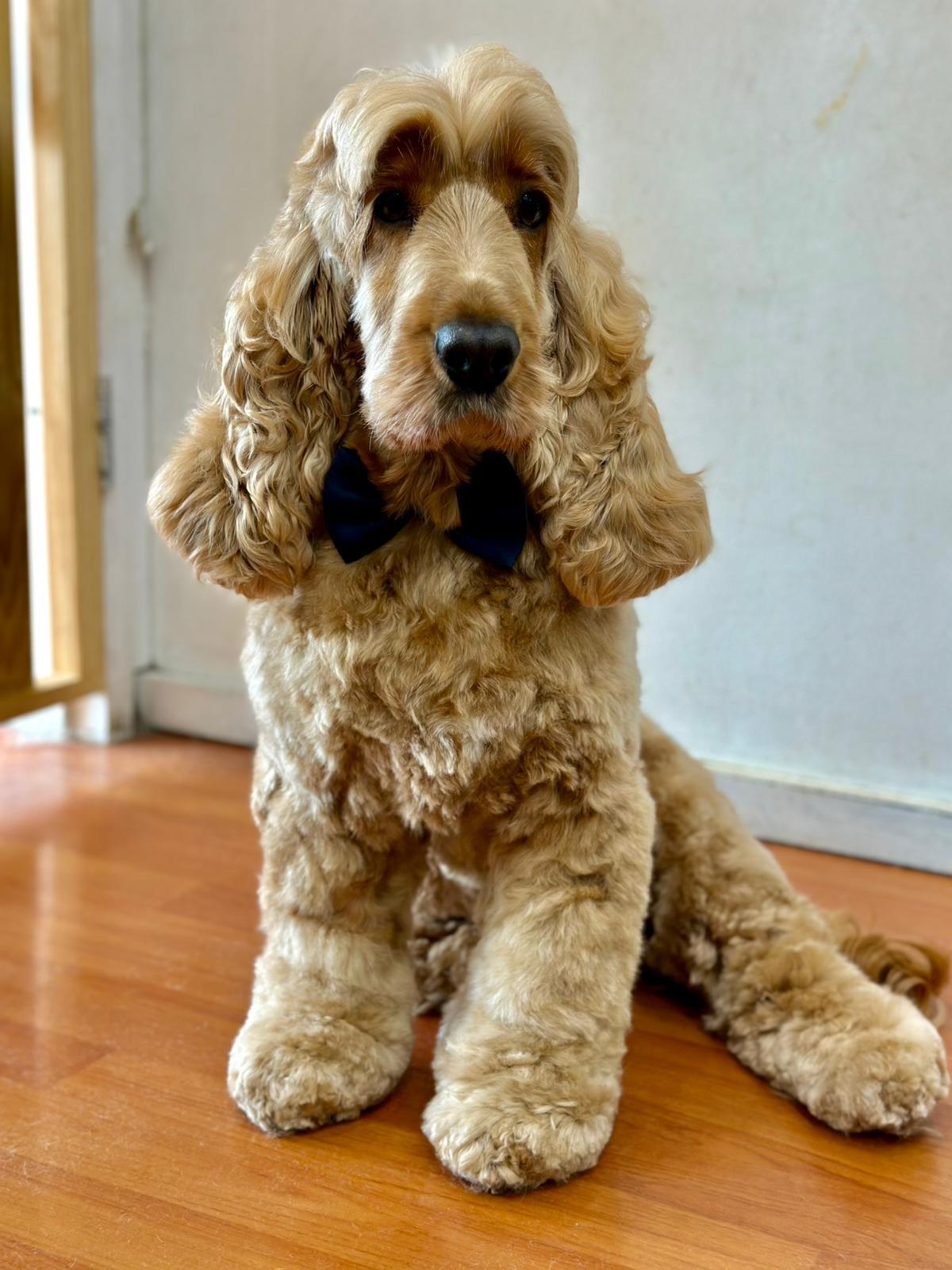 Bichón Frisé esponjoso