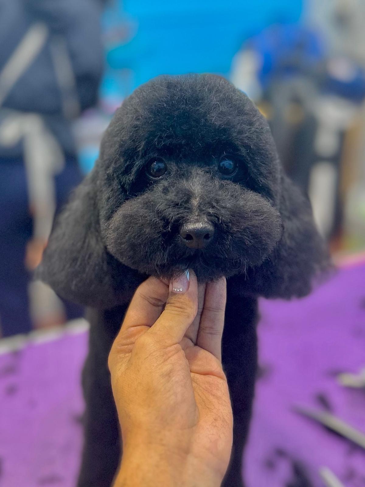 Corgi de pelo corto