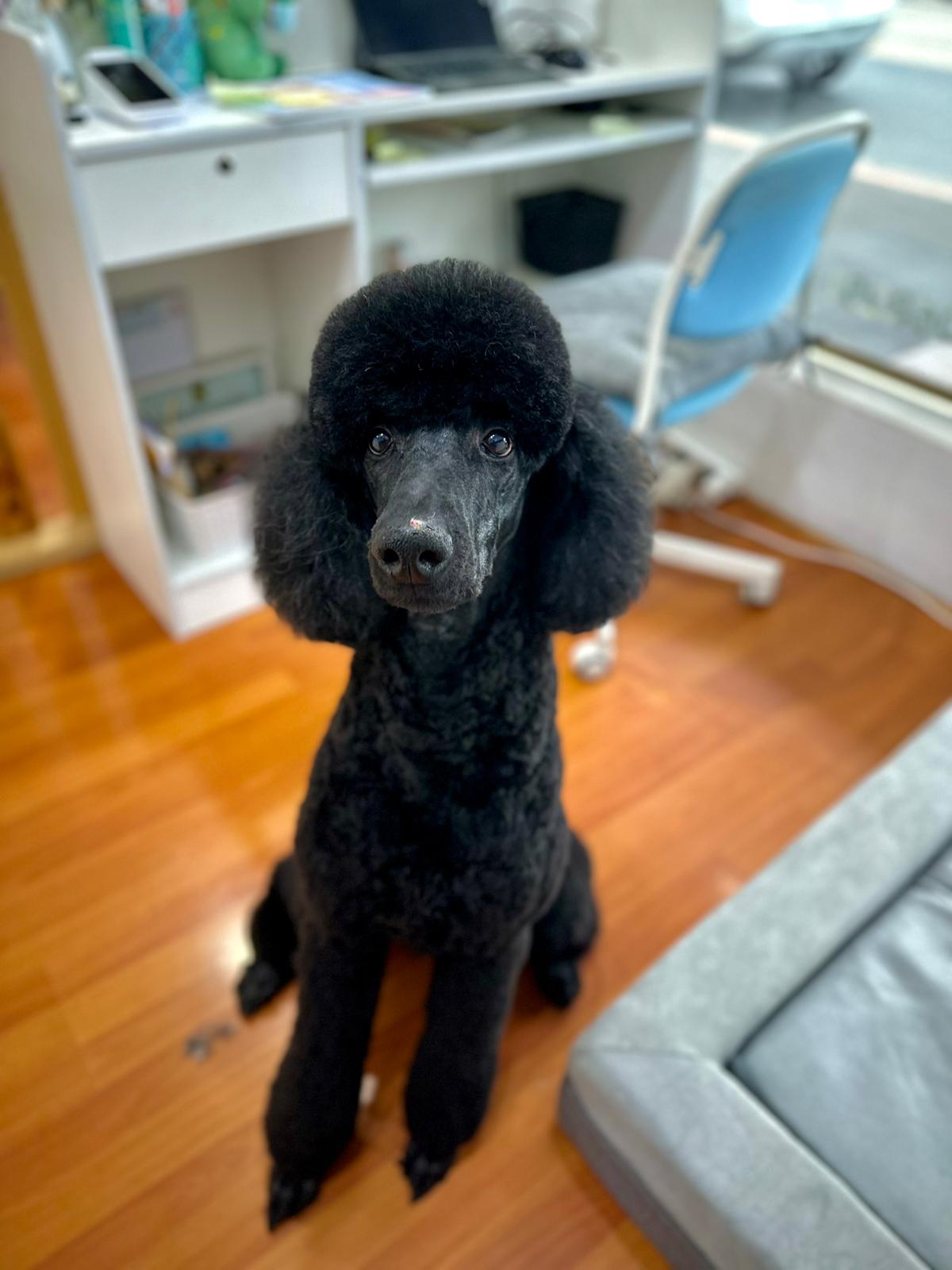 Poodle recién peinado