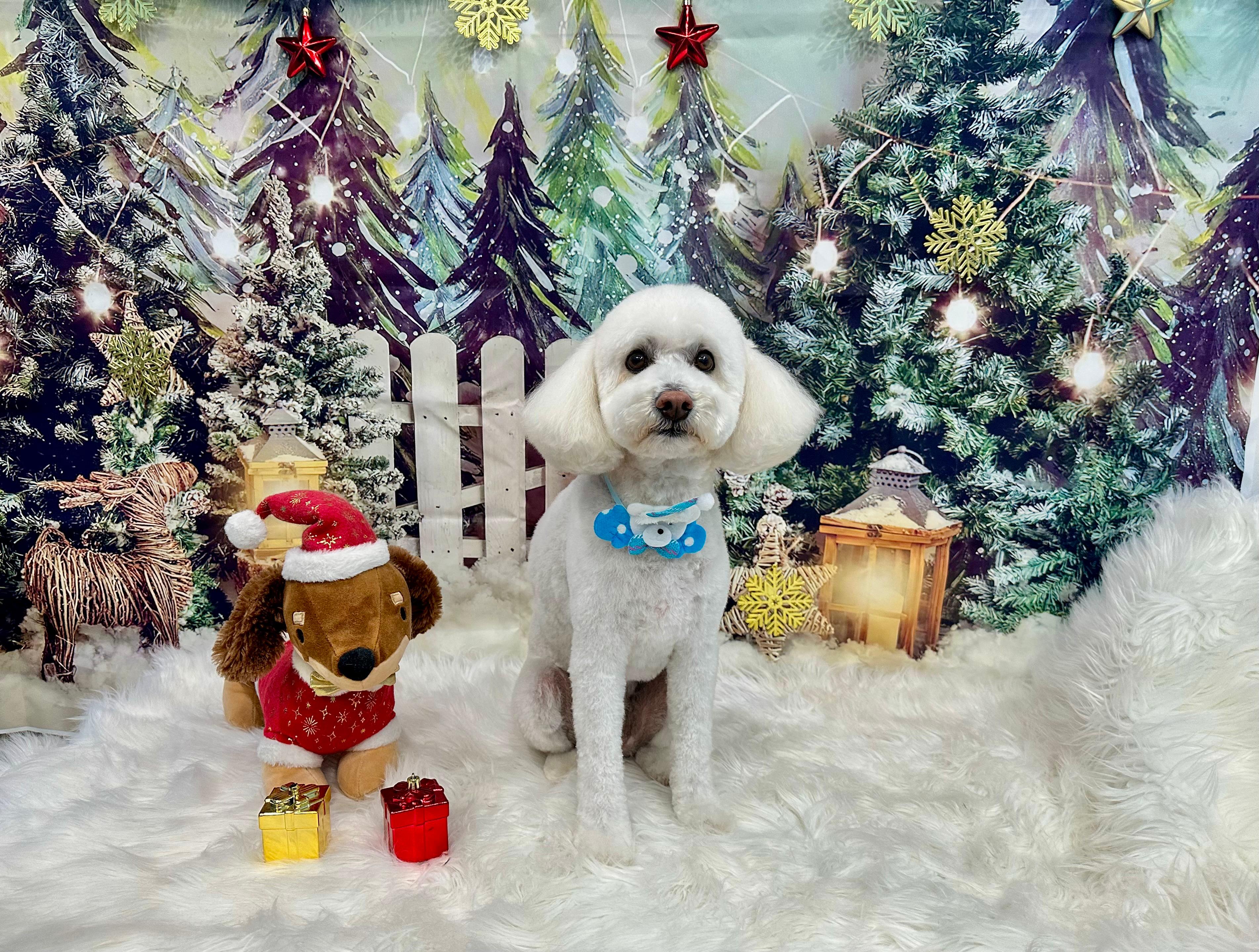 Shih Tzu con corte de cachorro